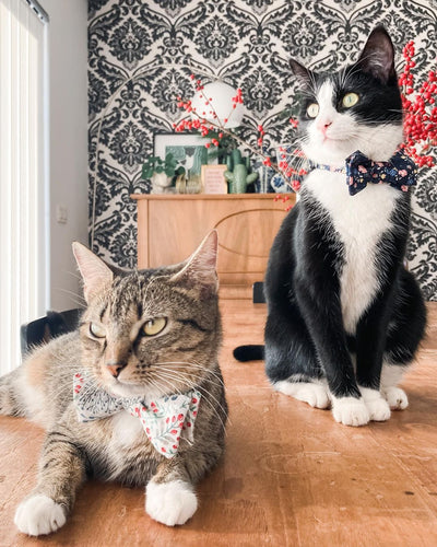 Pandora & Toulouse, Belgium