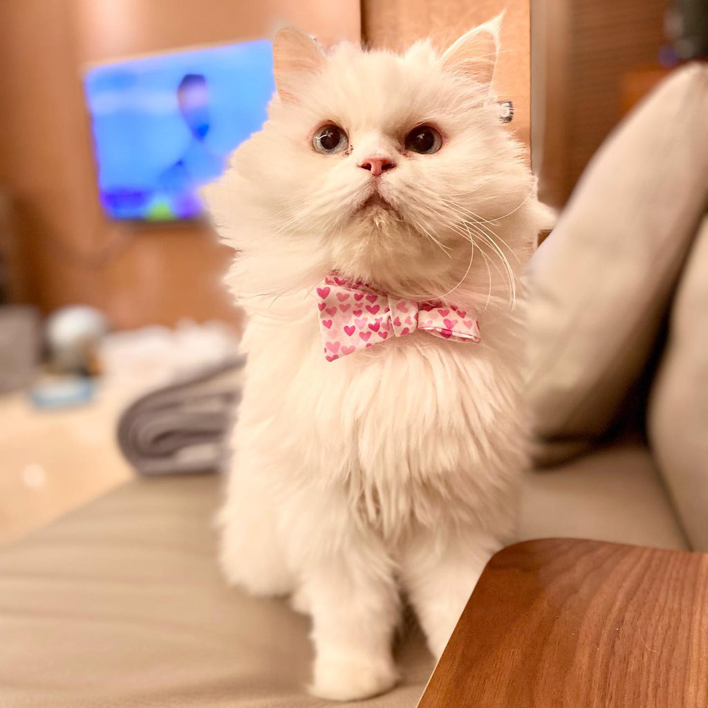 Miu Miu, Taiwan