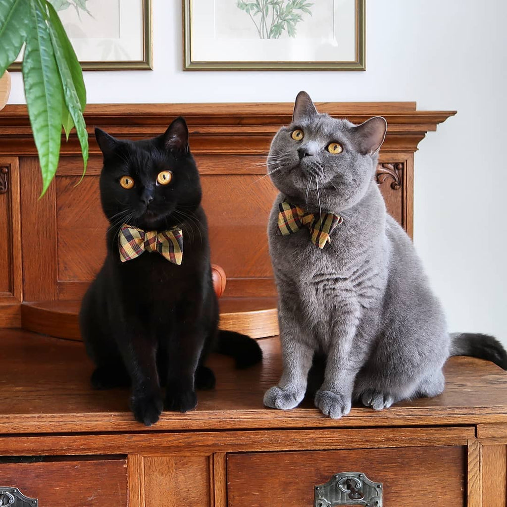 Teddy & Puccini, Germany
