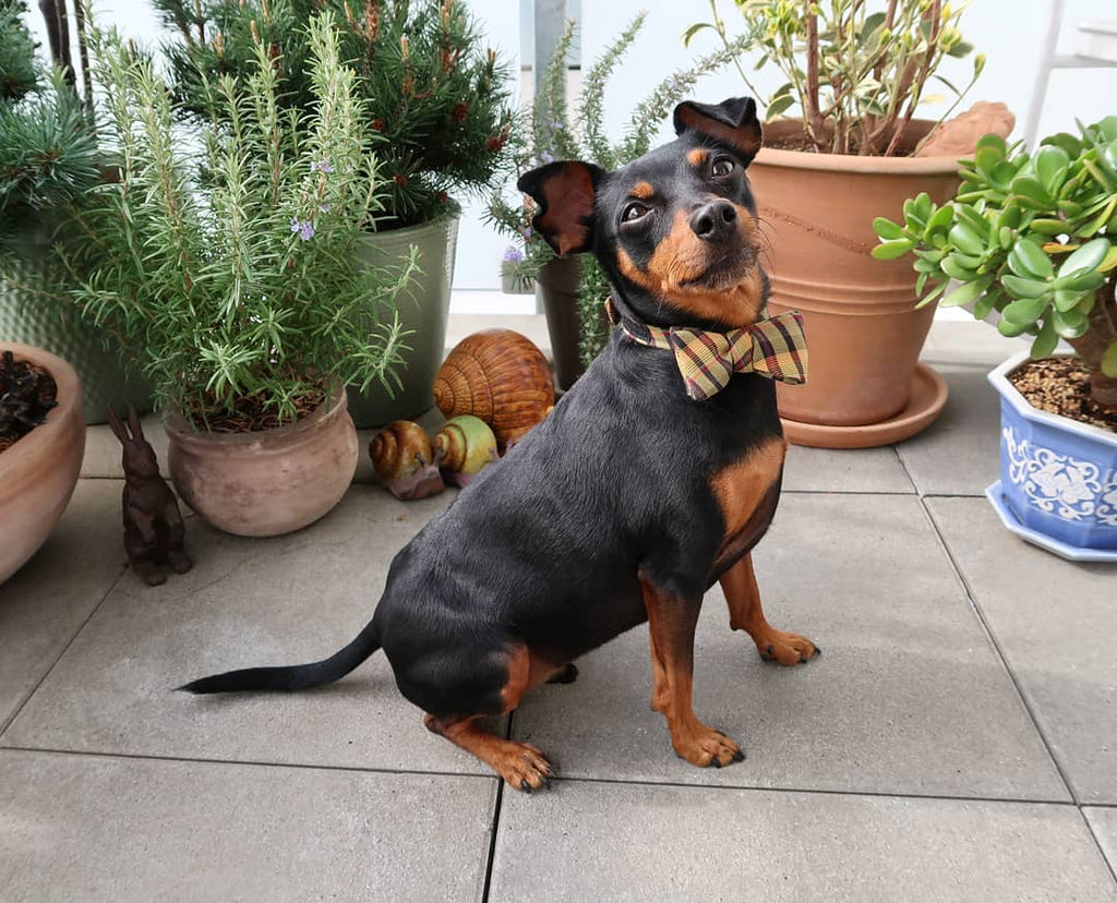 Rudi, Germany