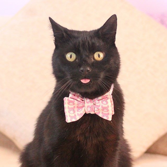 Alfie, United Kingdom