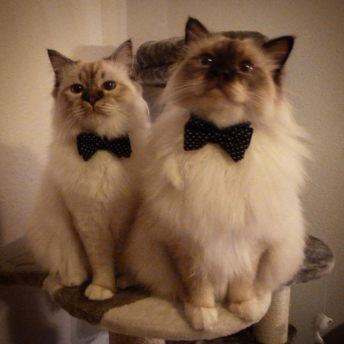 Merlin & Simba, Germany